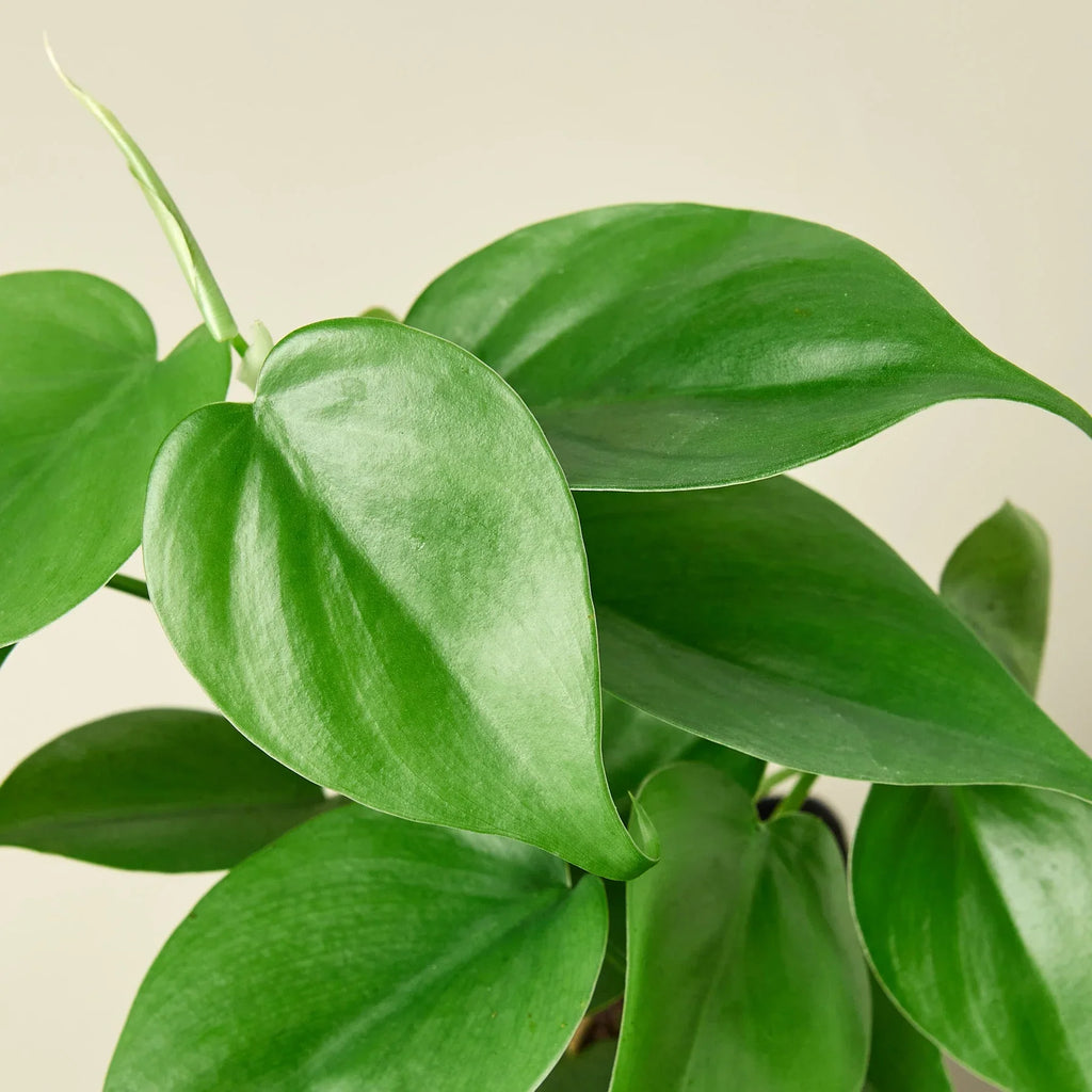 Philodendron Cordatum Heartleaf – view 7