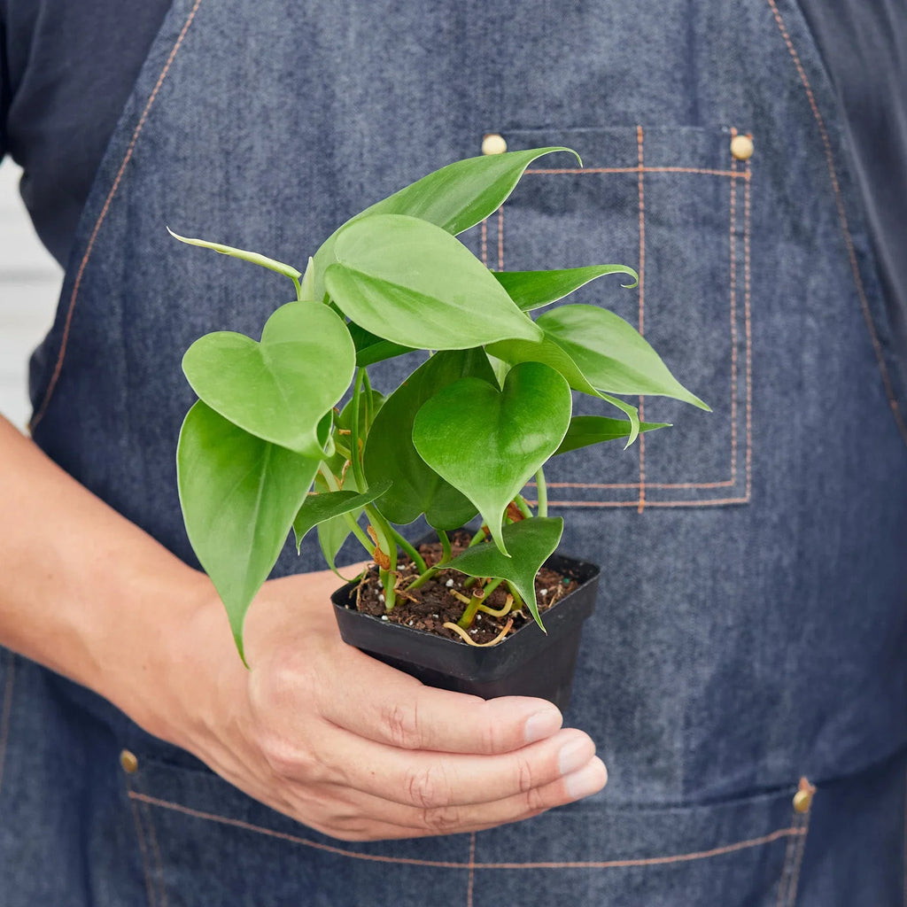 Philodendron Cordatum Heartleaf – view 8
