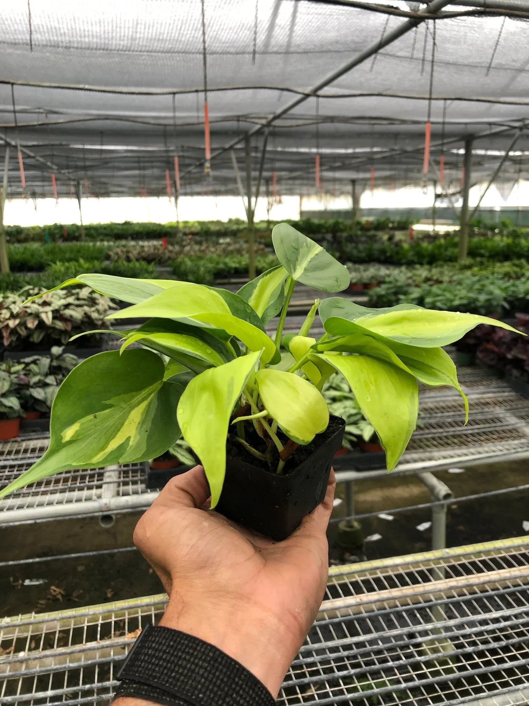 Philodendron 'Brasil' – view 4