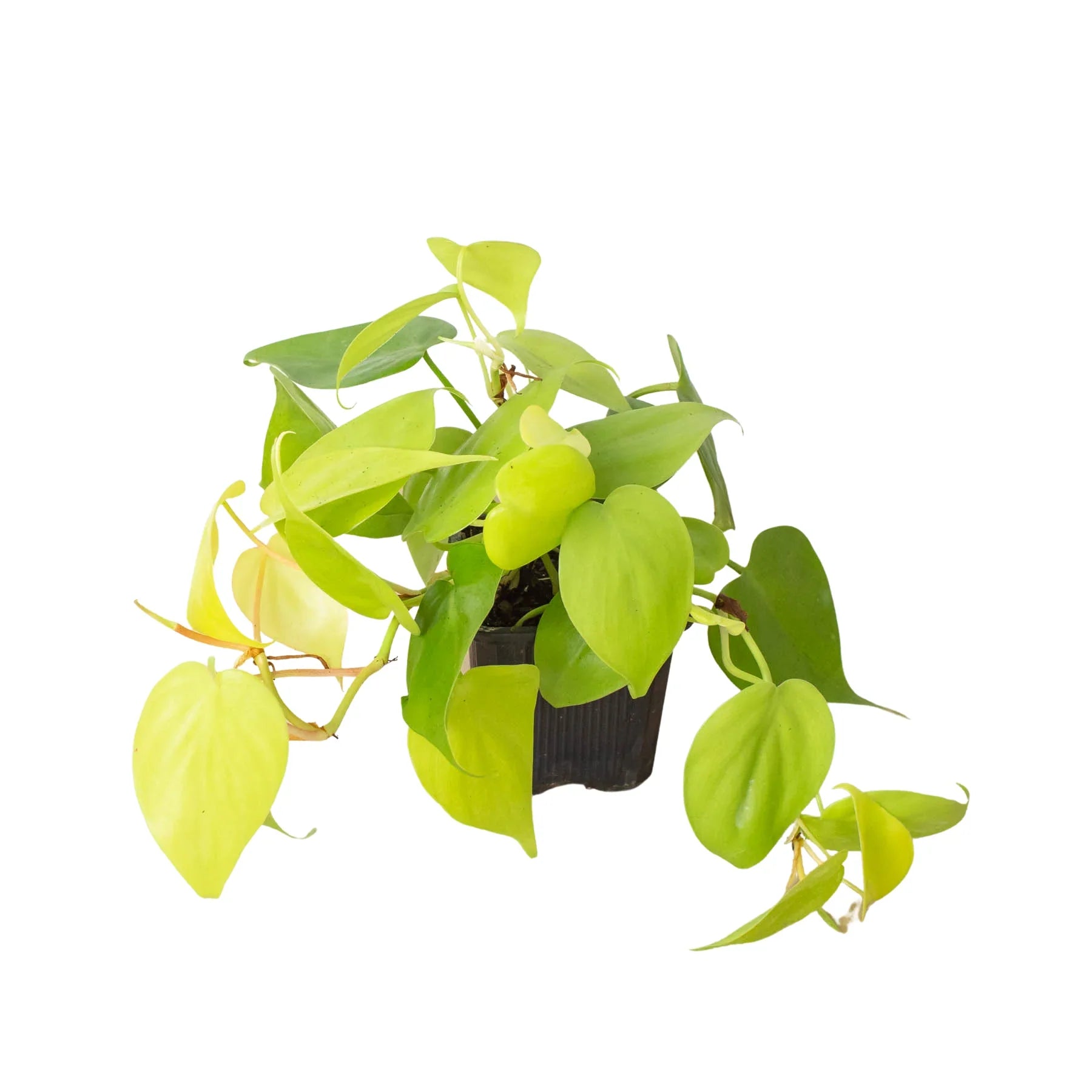 Philodendron 'Neon' – view 7