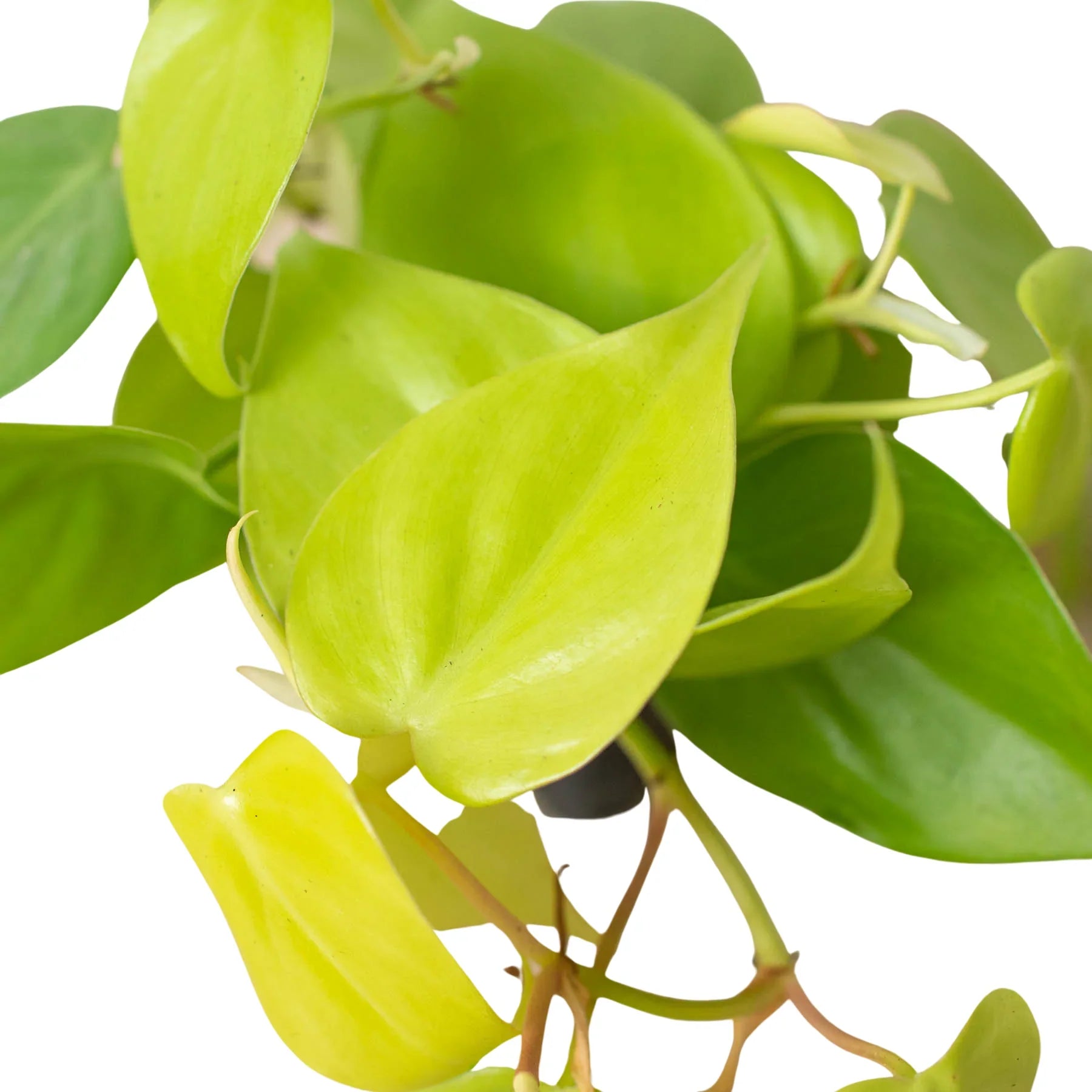 Philodendron 'Neon' – view 8