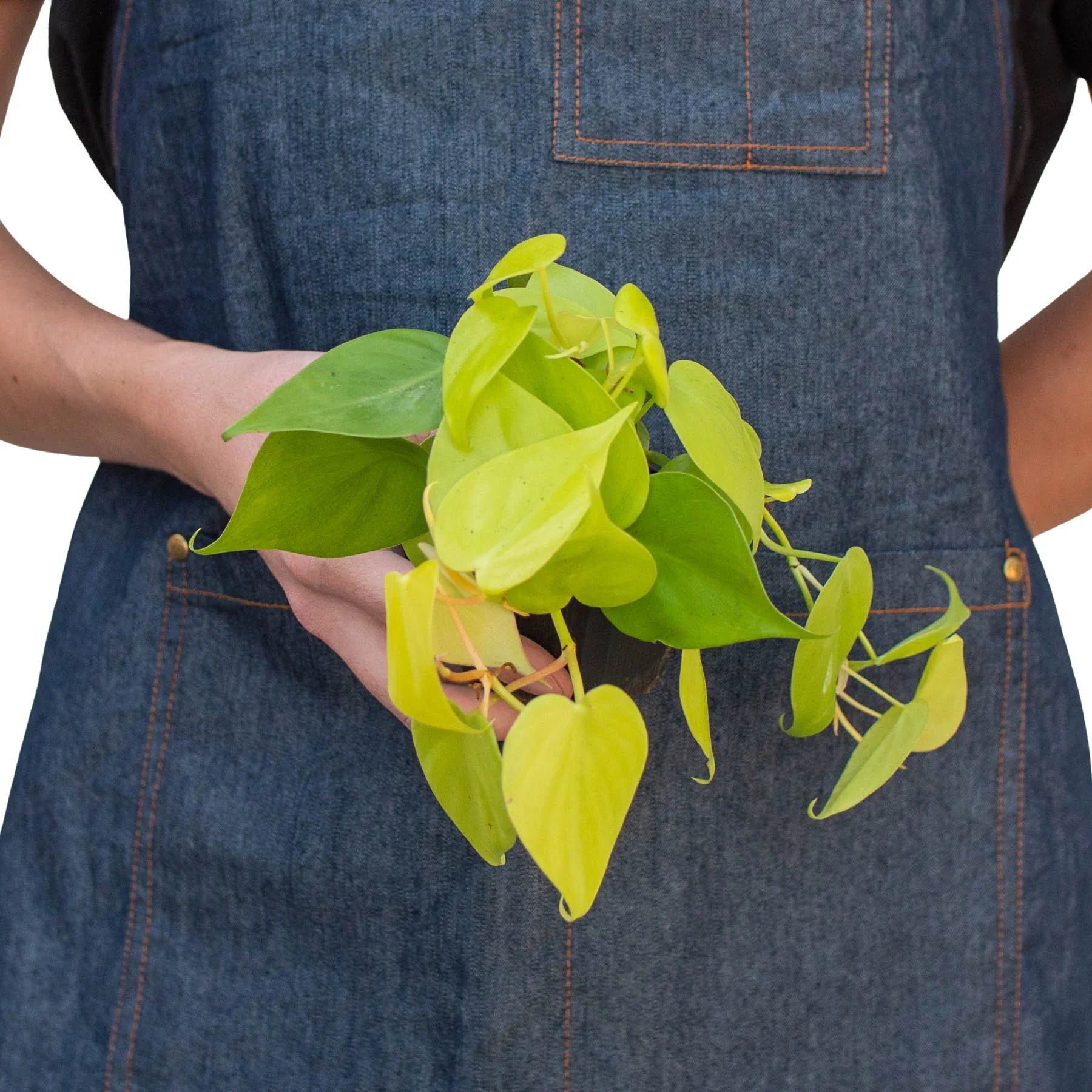 Philodendron 'Neon' – view 3