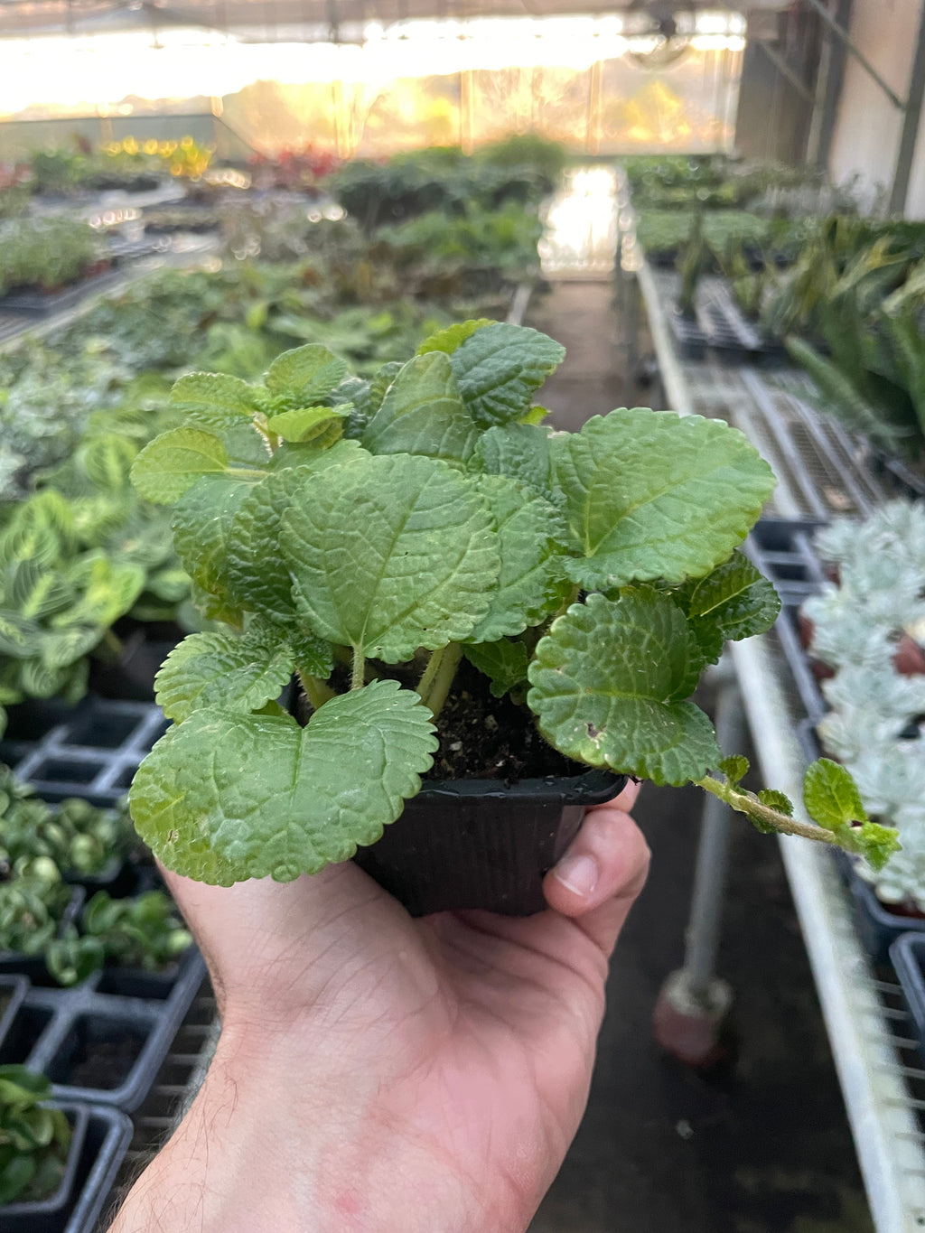Pilea 'Crinkle' – view 6