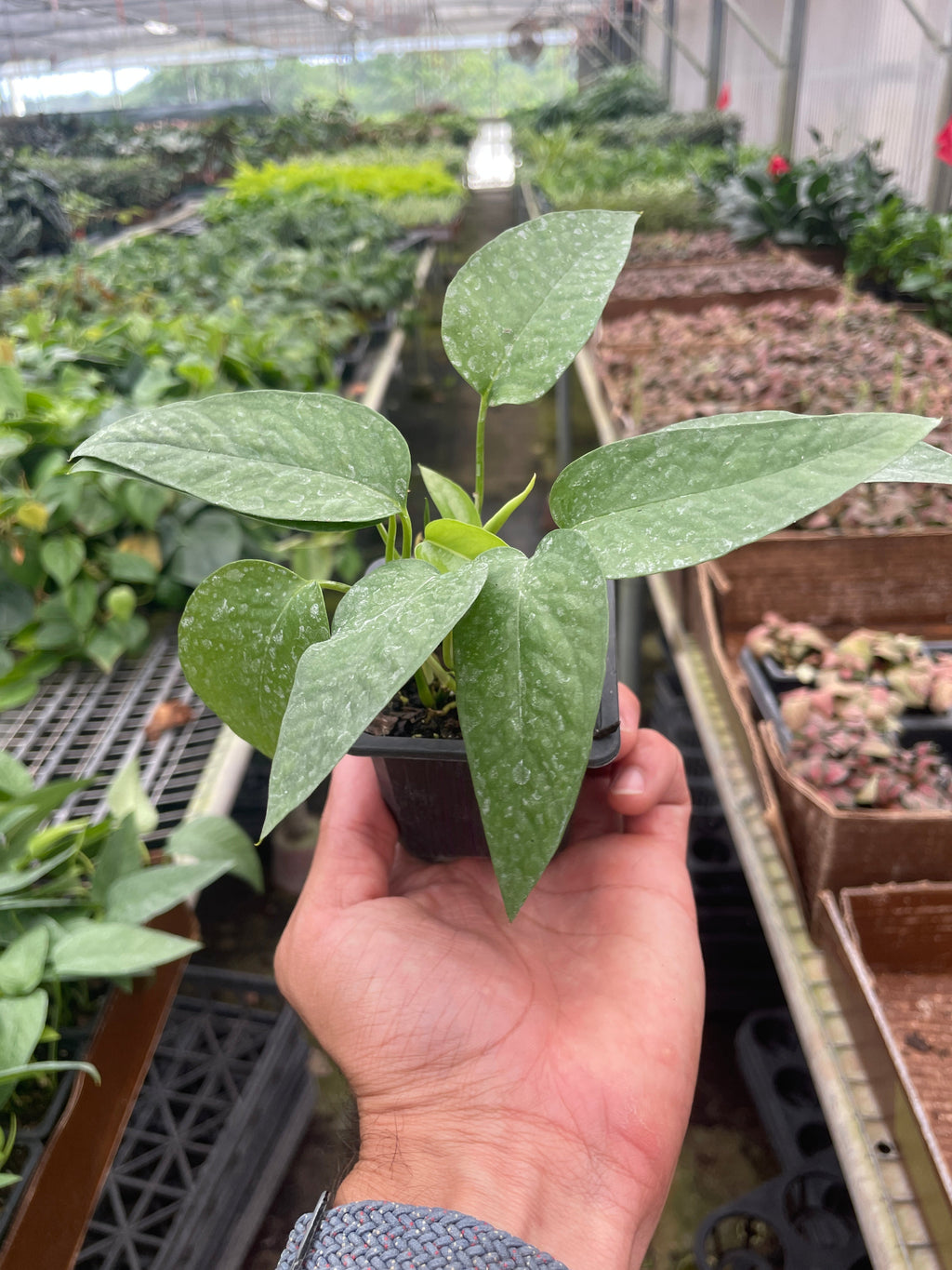 Pothos 'Cebu Blue' – view 6