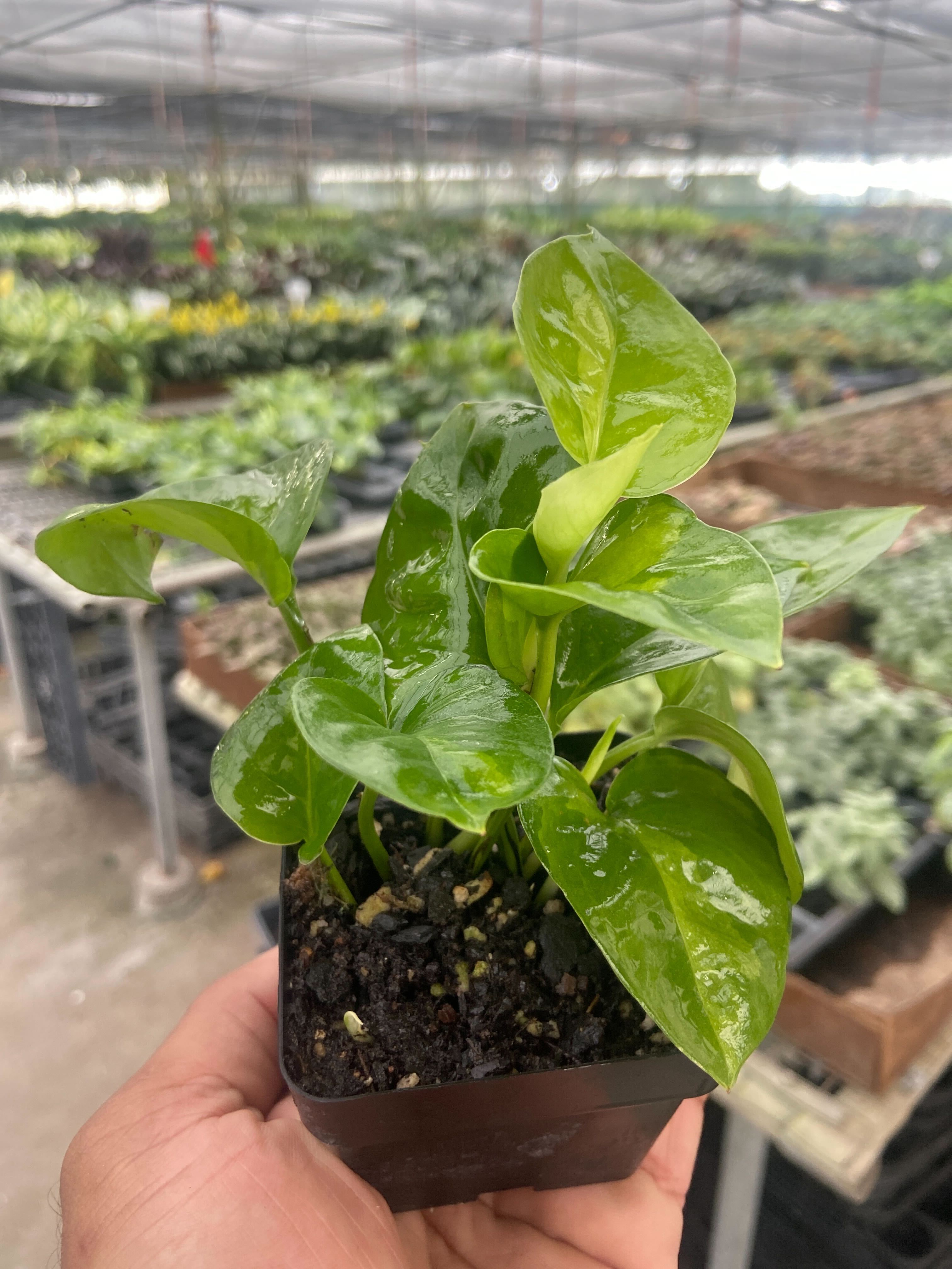 Pothos 'Global Green' – view 6