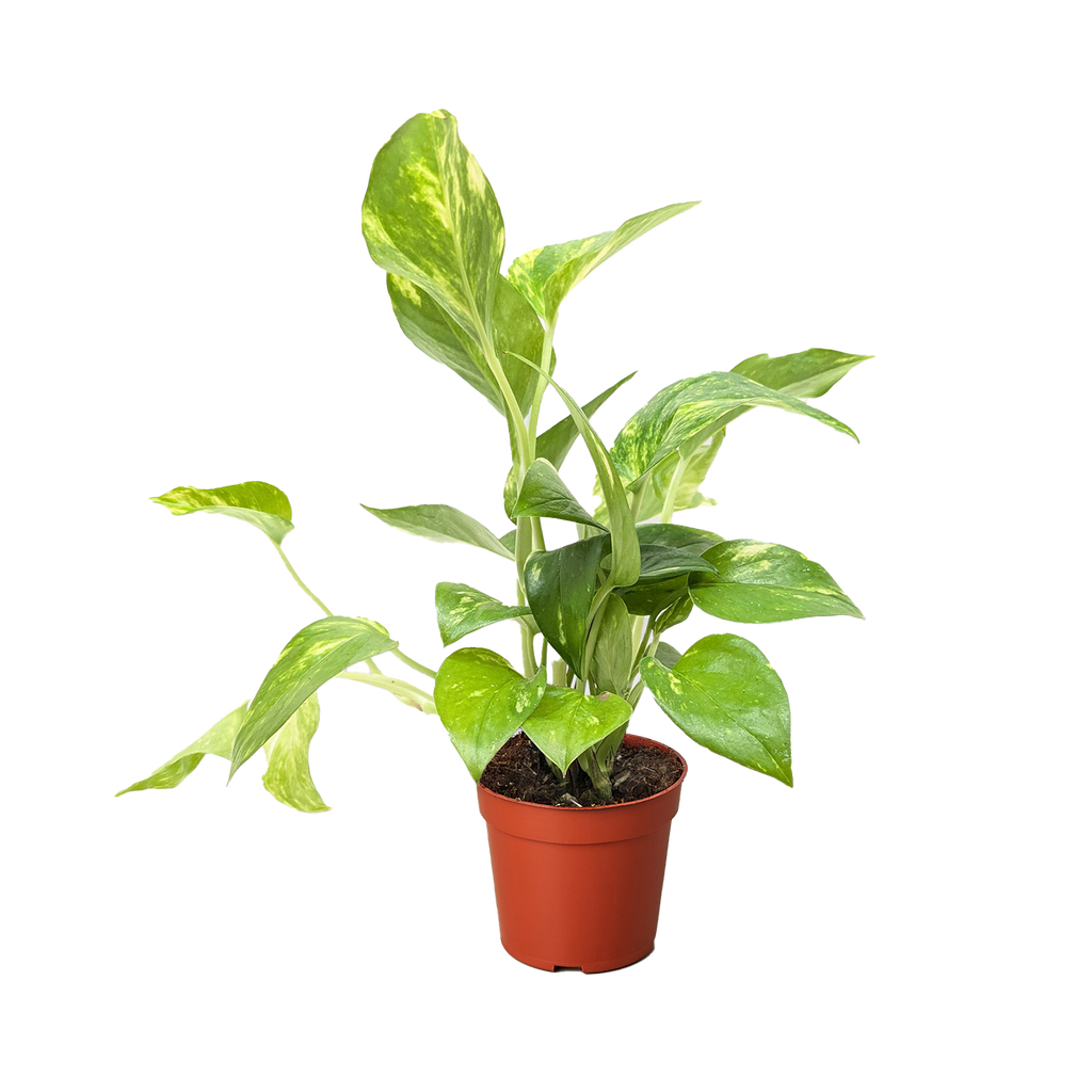 Pothos 'Golden' – view 7