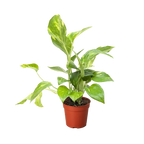 Pothos 'Golden' – view 7