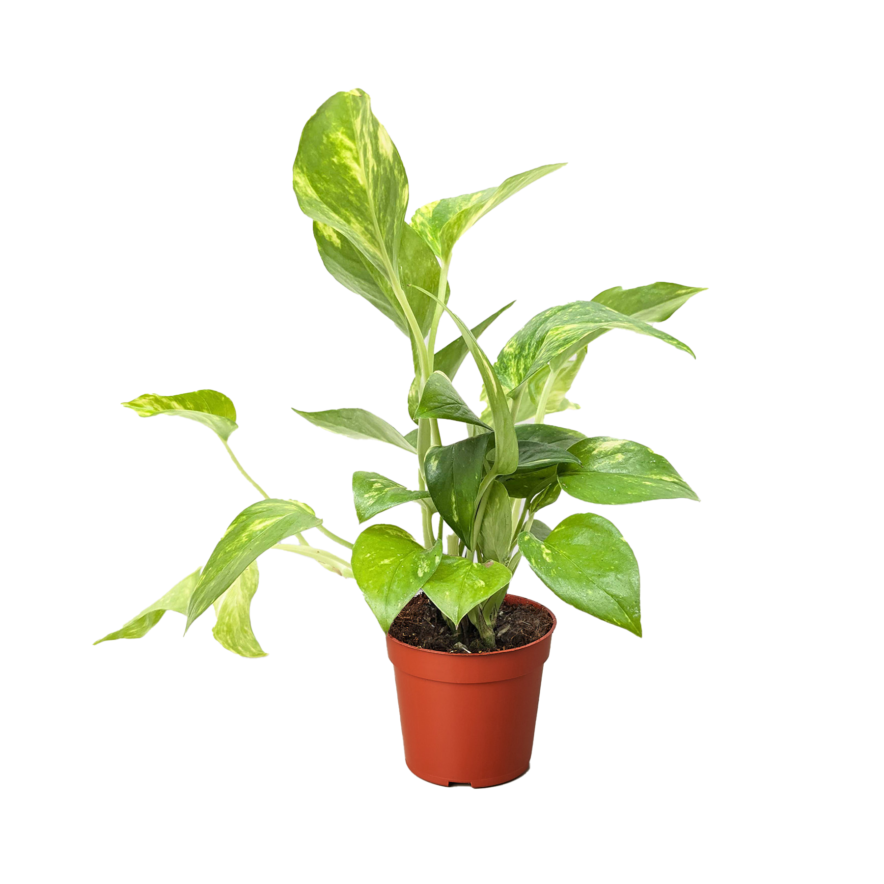 Pothos 'Golden' – view 7
