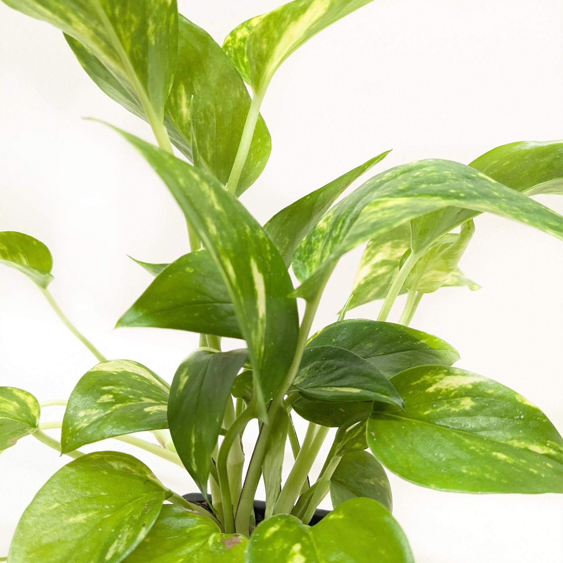 Pothos 'Golden' – view 8