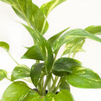 Pothos 'Golden' – view 8