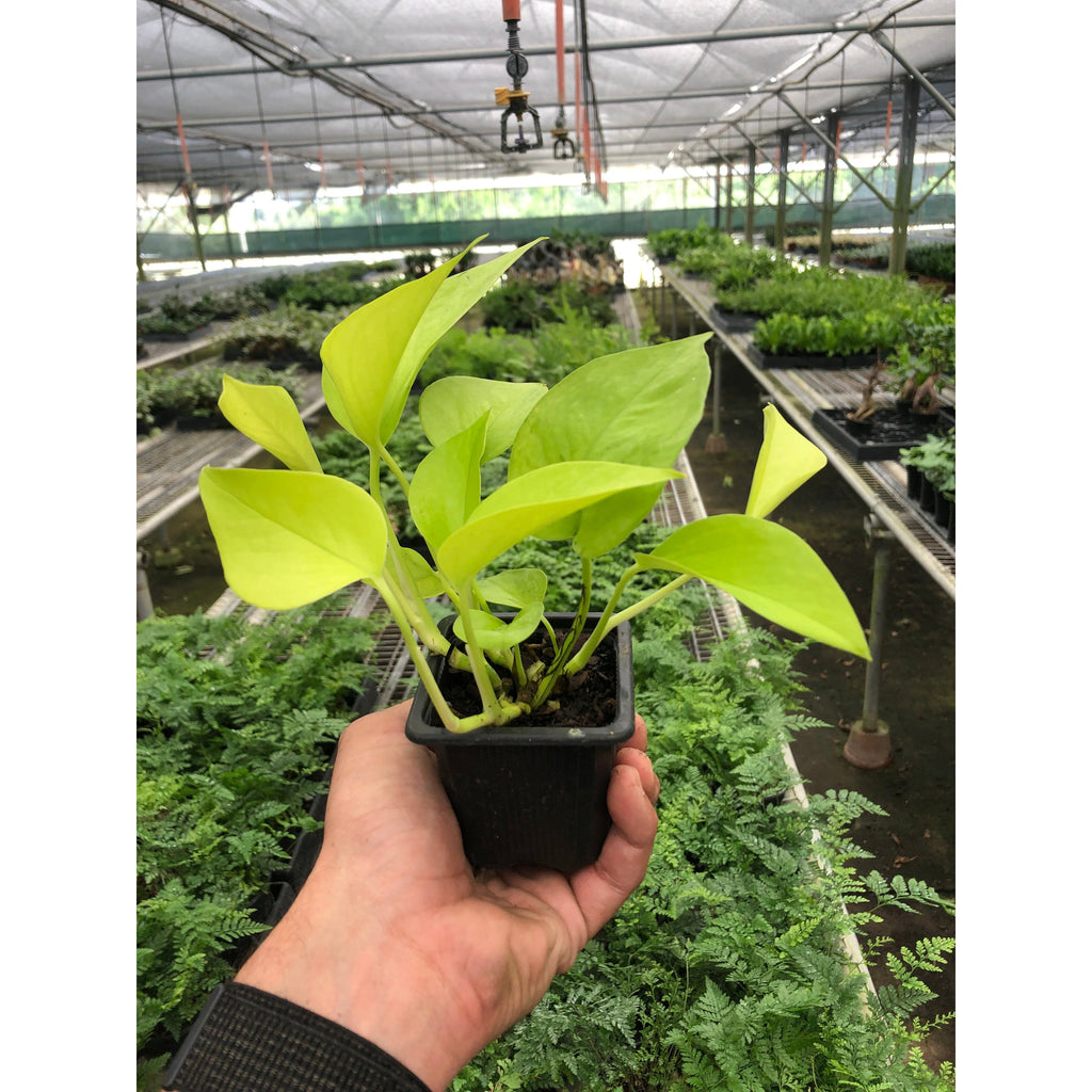 Pothos 'Neon' – view 5