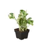 Pothos 'N'joy' – view 6