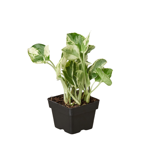 Pothos 'N'joy' – view 6