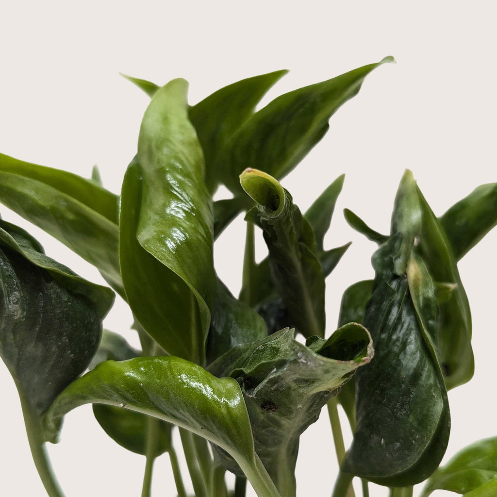 Pothos 'Shangri La' – view 2
