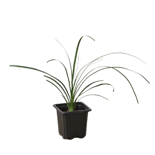 Palm Ponytail – view 5