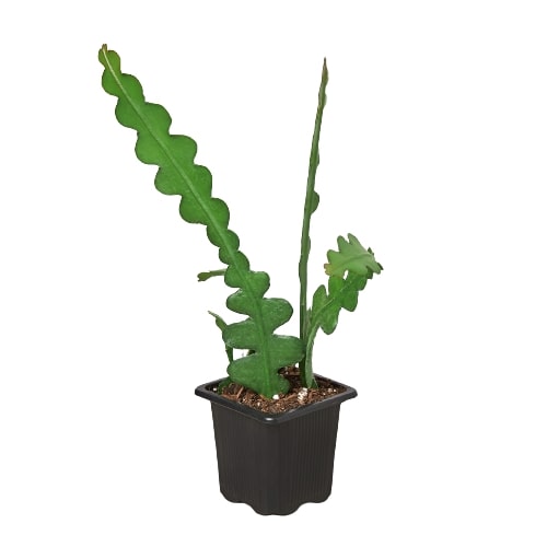 Epiphyllum 'Ric Rac' Cactus – view 4