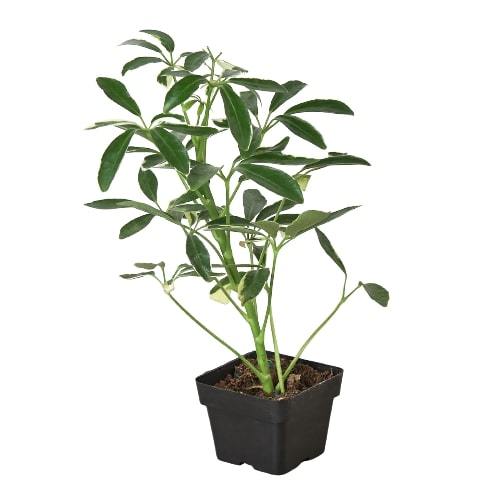 Schefflera Moonlight 'Umbrella Plant' – view 5