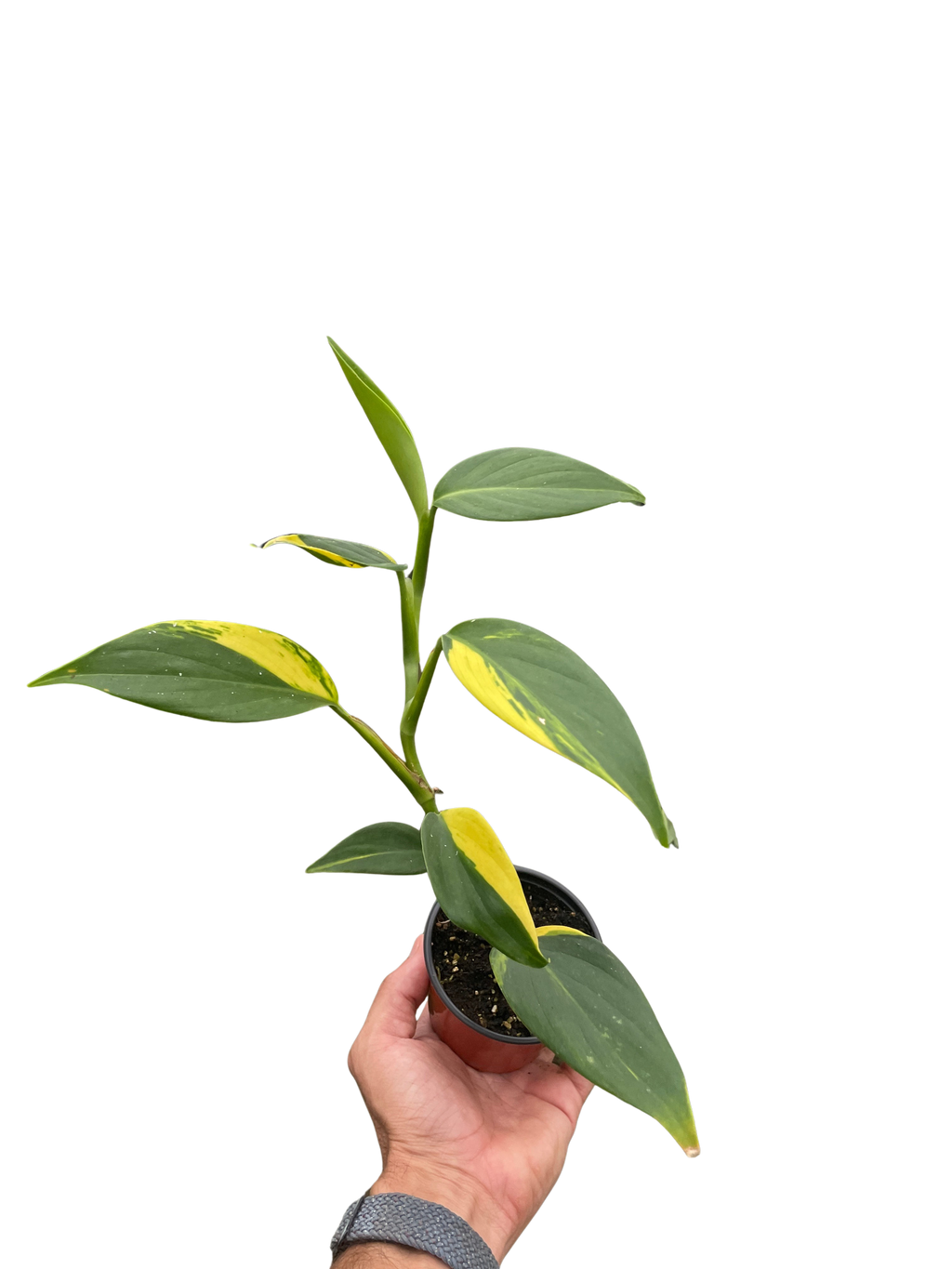 Scindapsus 'Coriaceus' – view 2