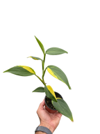 Scindapsus 'Coriaceus' – view 2