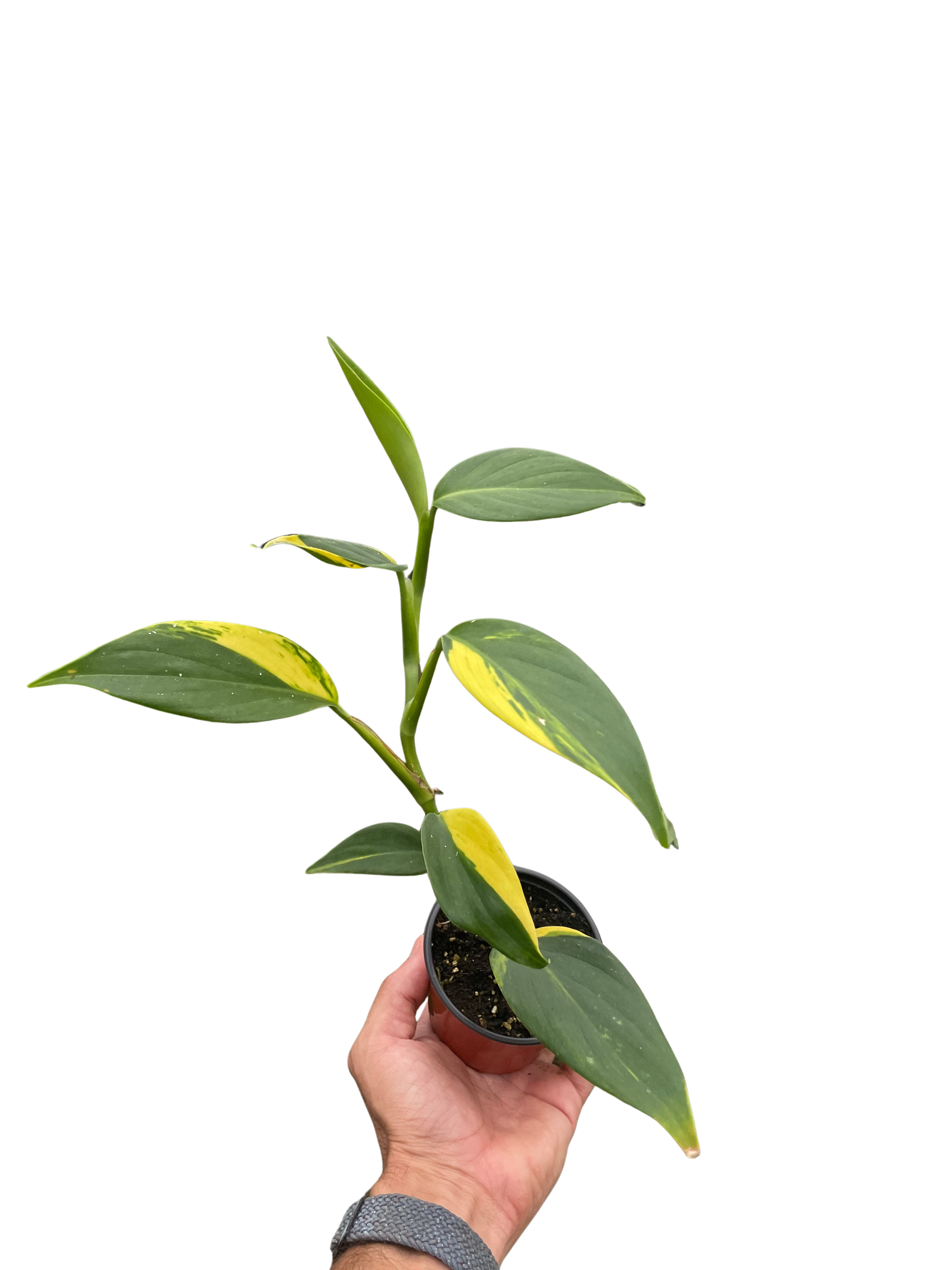 Scindapsus 'Coriaceus' – view 2