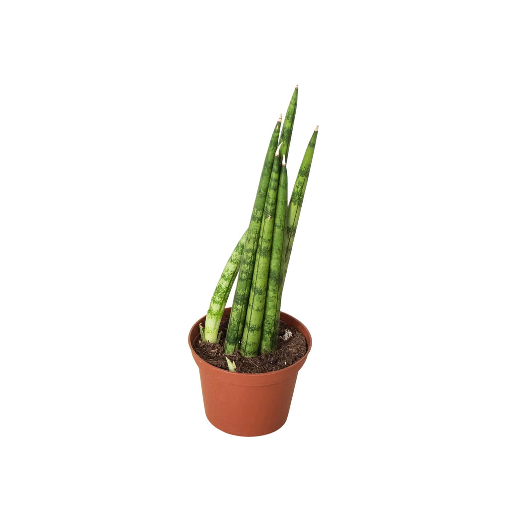 Snake Plant Cylindrica – view 6