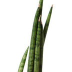 Snake Plant Cylindrica – view 2