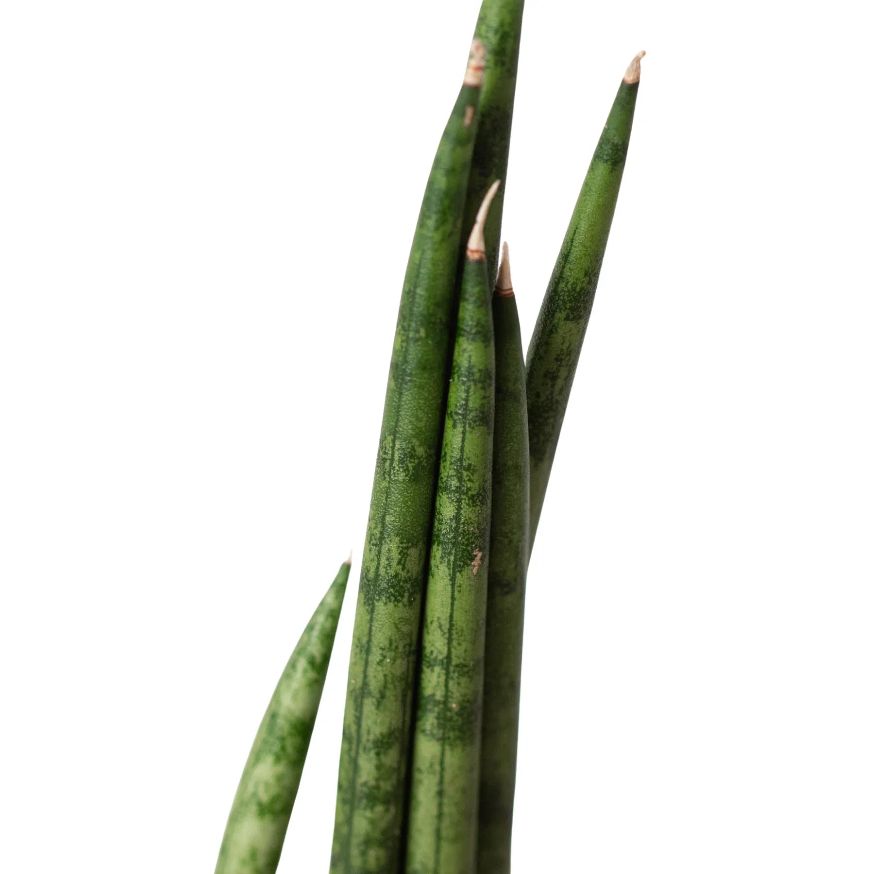 Snake Plant Cylindrica – view 2