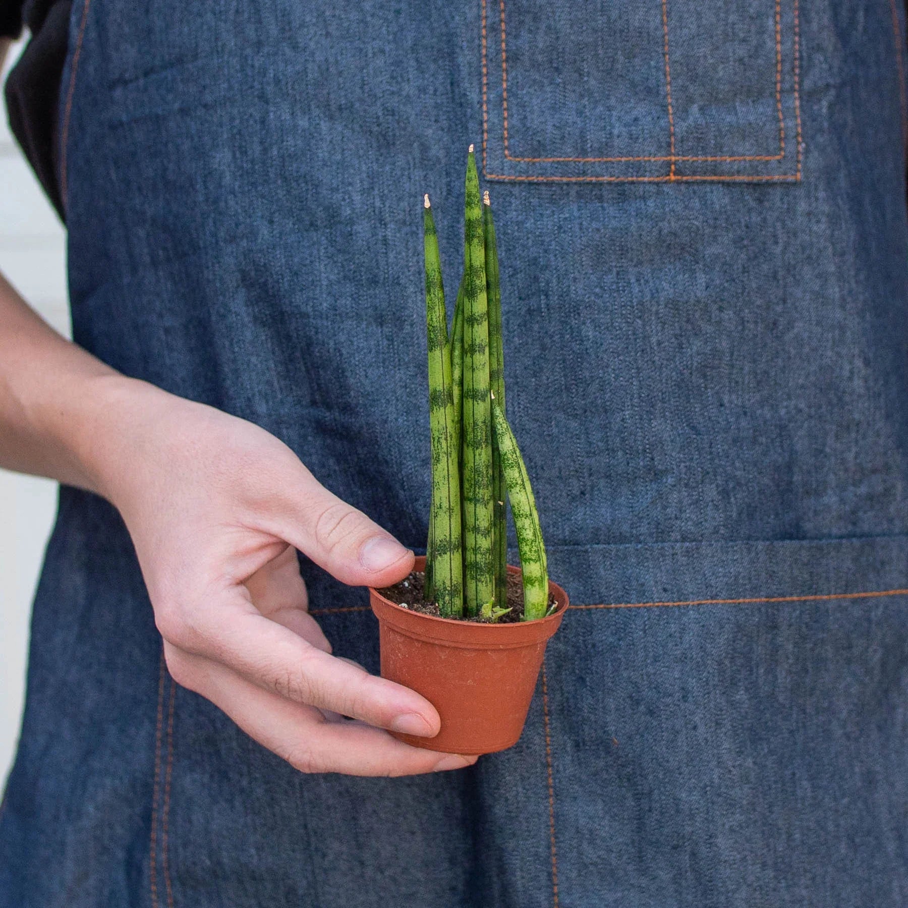 Snake Plant Cylindrica – view 8