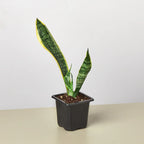 Snake Plant Laurentii – view 12