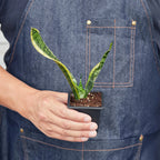 Snake Plant Laurentii – view 13
