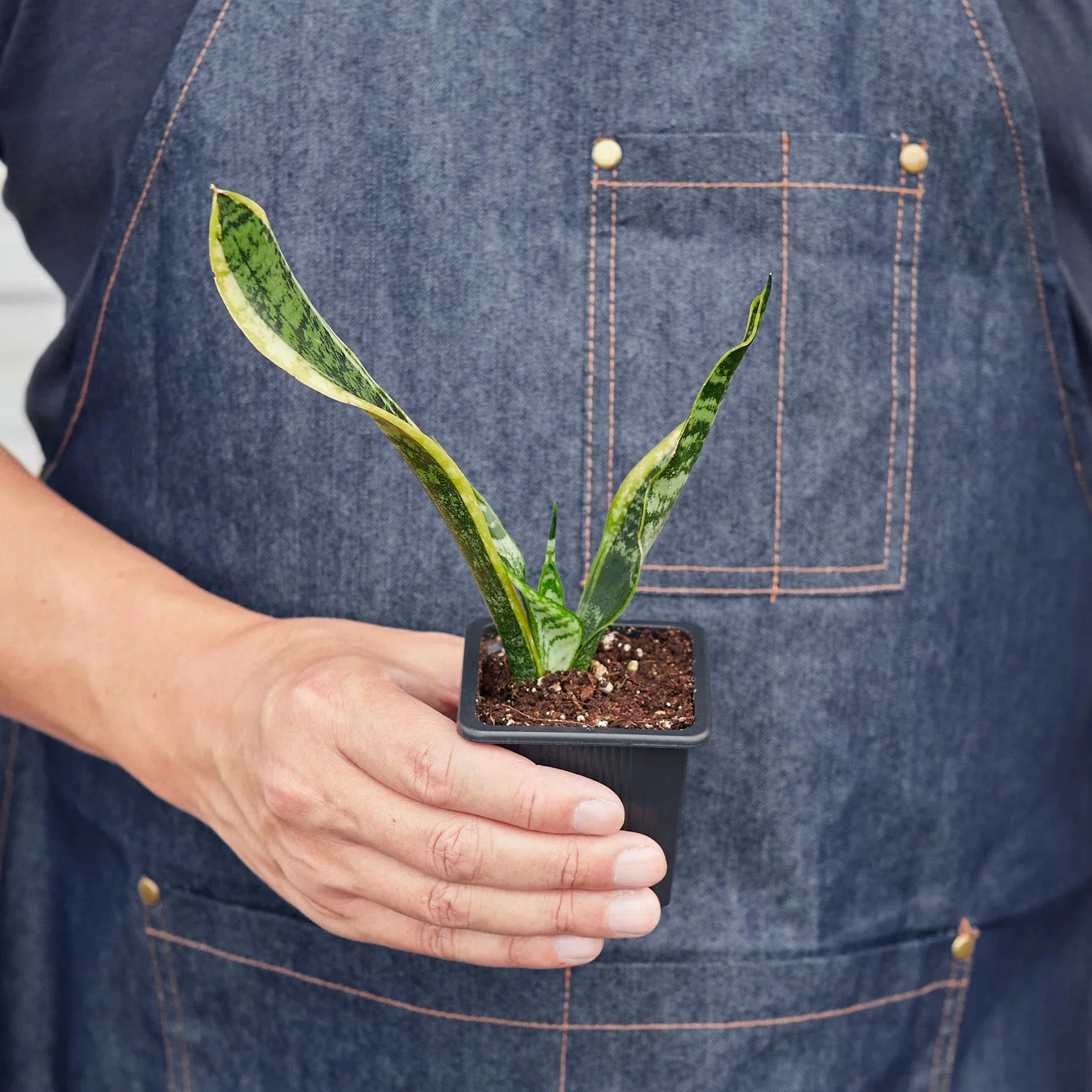 Snake Plant Laurentii – view 13
