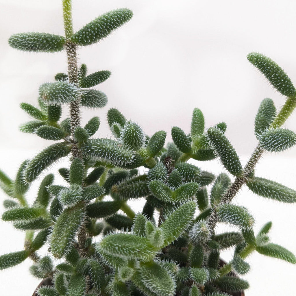Delosperma echinatum 'Pickle Plant' – view 2