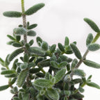 Delosperma echinatum 'Pickle Plant' – view 2