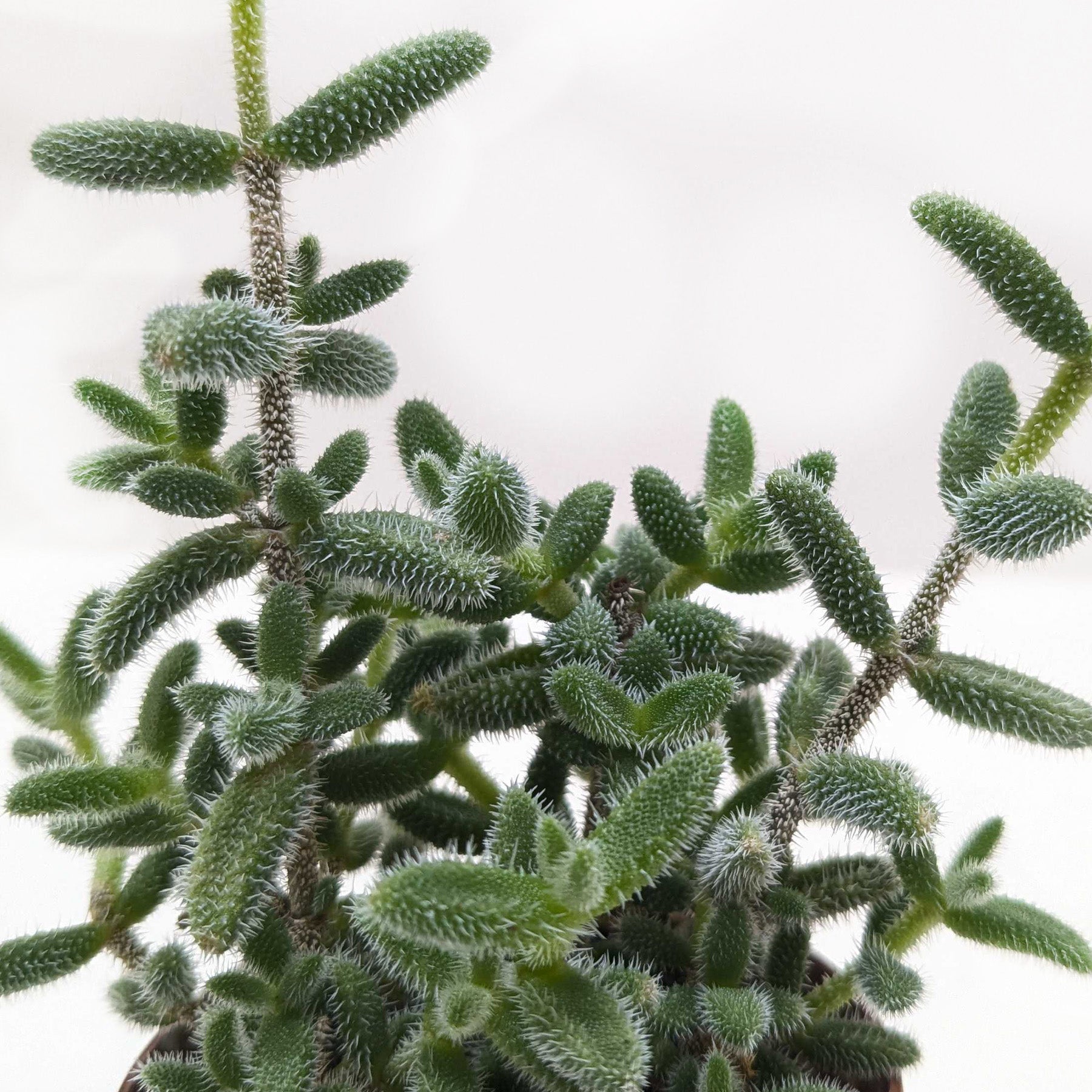 Delosperma echinatum 'Pickle Plant' – view 2