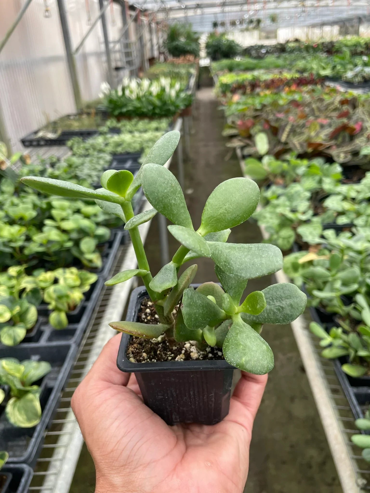 Succulent Crassula 'Jade' – view 5