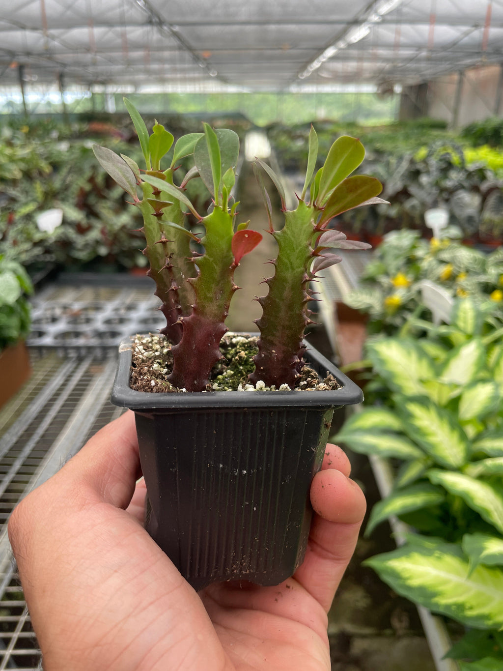 Succulent Euphorbia 'Trigona Rubra' – view 6