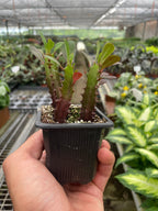 Succulent Euphorbia 'Trigona Rubra' – view 6