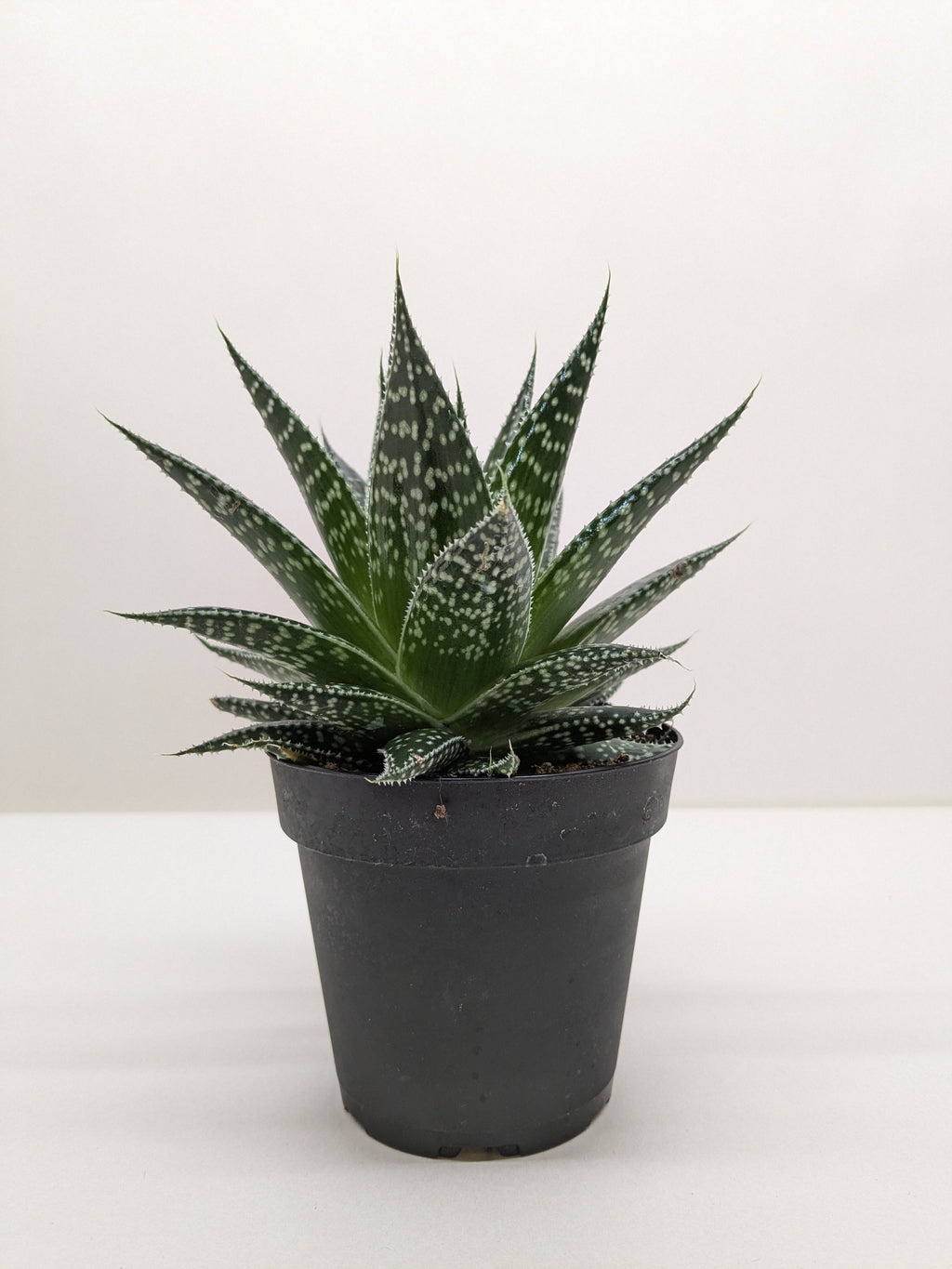 Succulent Gasteria Durban – view 5