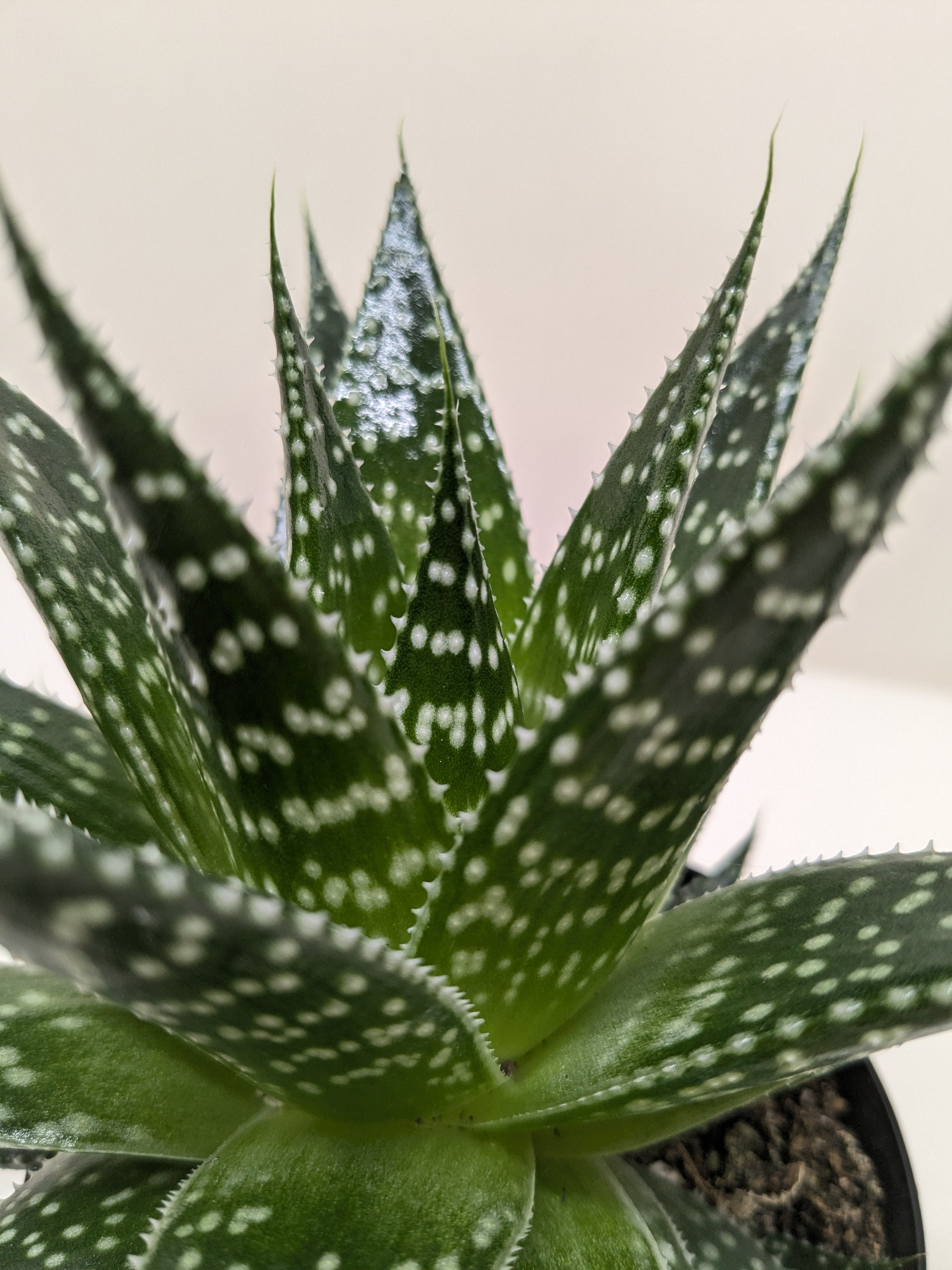 Succulent Gasteria Durban – view 6