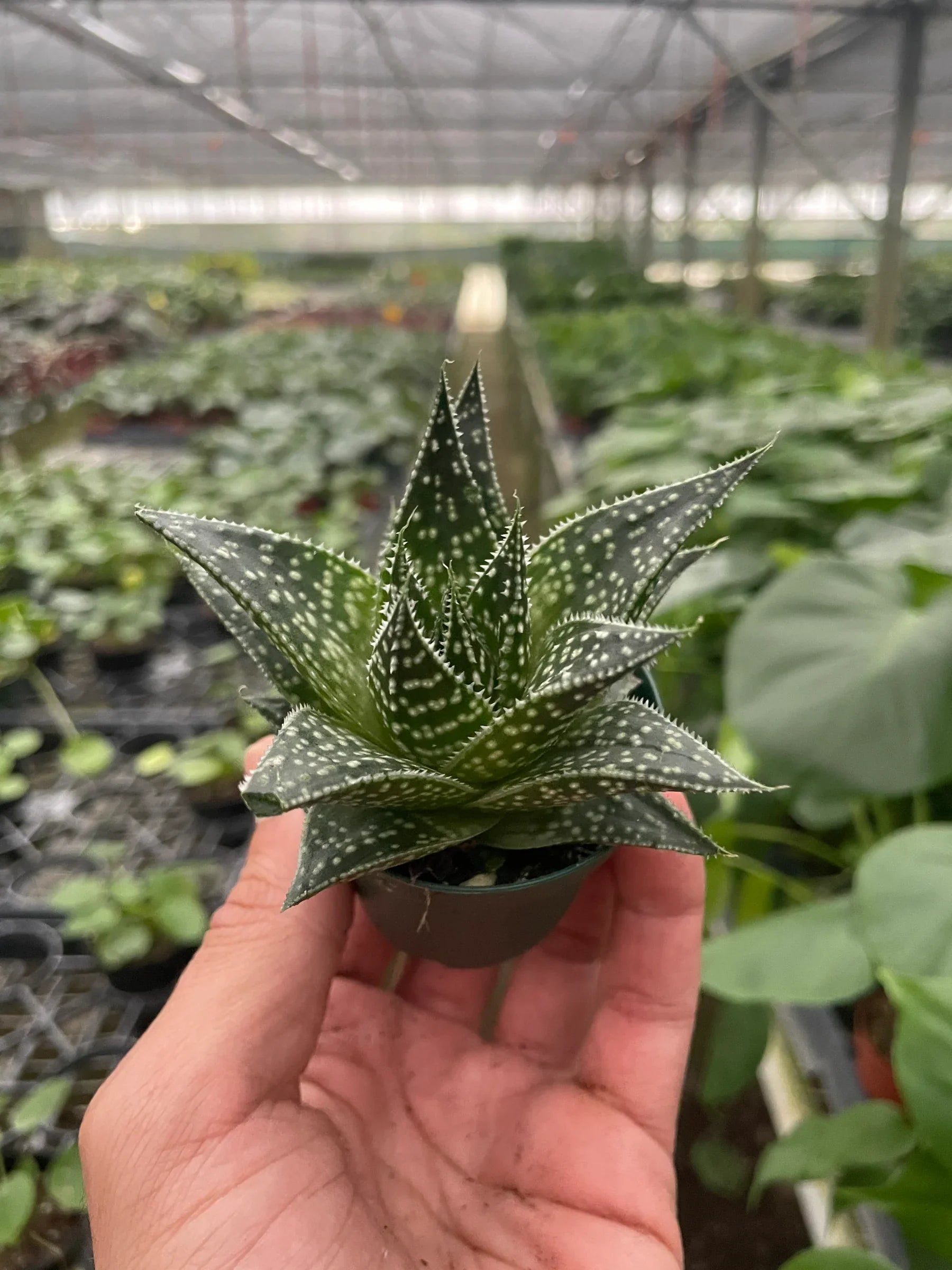 Succulent Gasteria Durban – view 3
