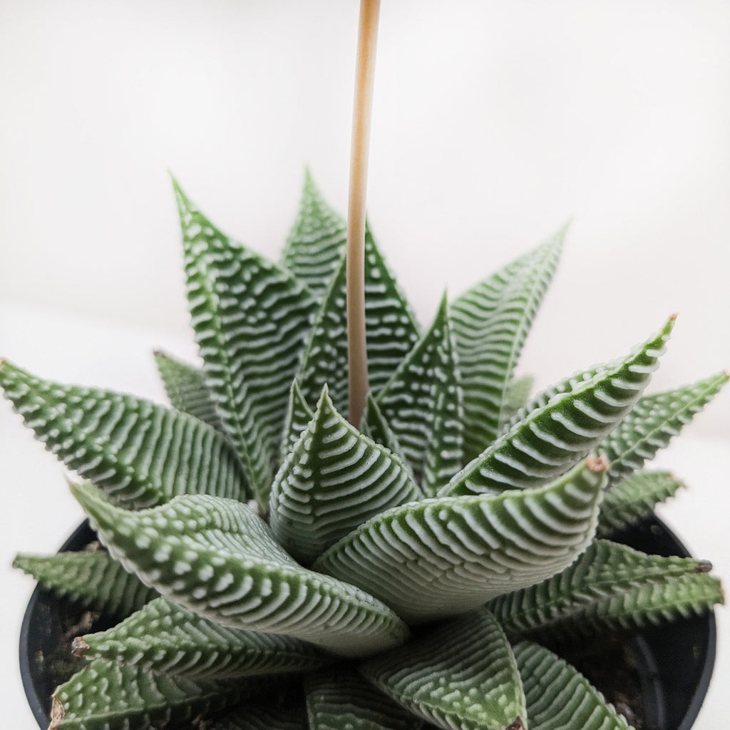 Succulent Haworthia Miami – view 2