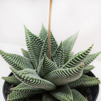Succulent Haworthia Miami – view 2