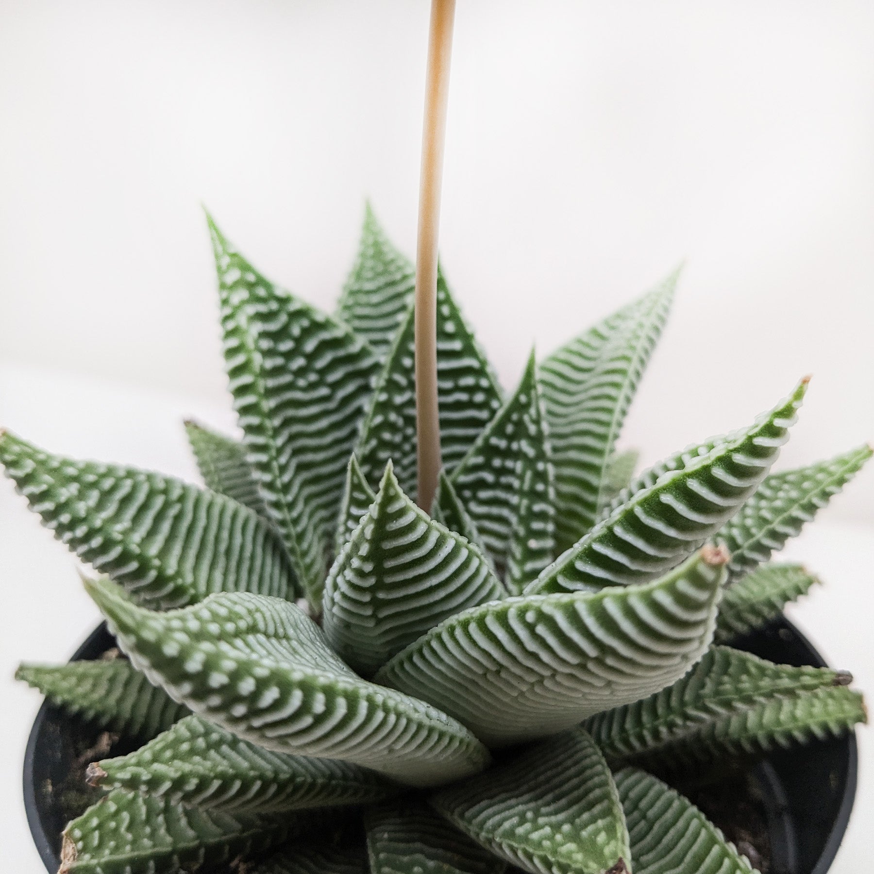 Succulent Haworthia Miami – view 2