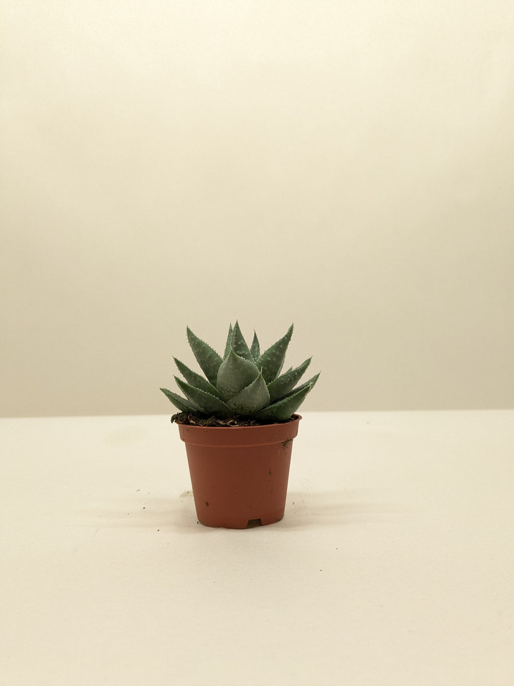 Succulent Haworthia Savanna – view 5