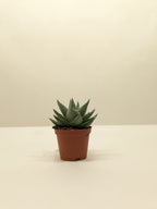 Succulent Haworthia Savanna – view 5