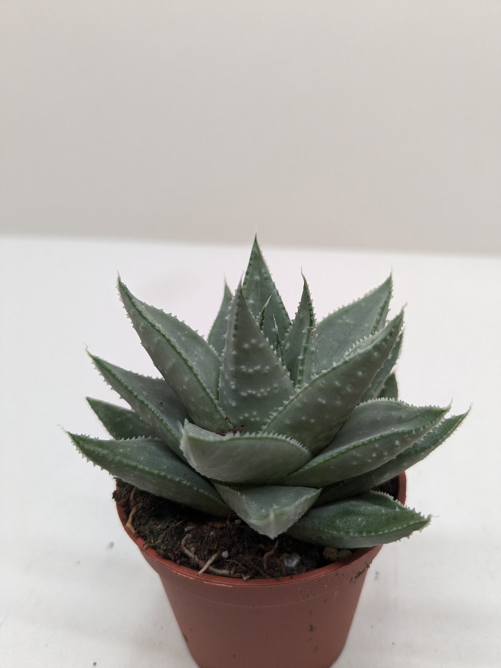 Succulent Haworthia Savanna – view 4