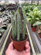 Senecio Stapeliiformis Pickle Plant – view 4