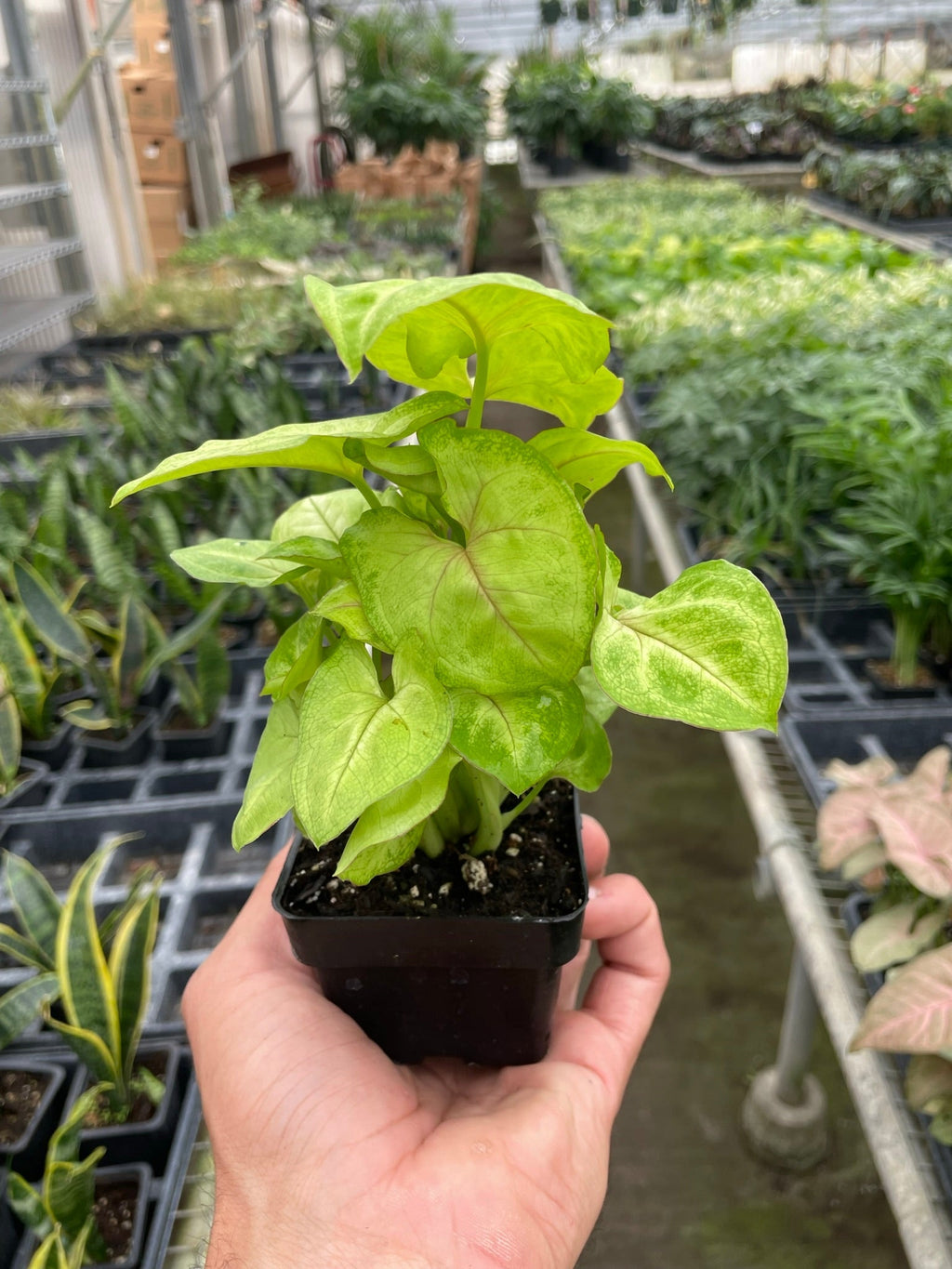 Syngonium Gold – view 3