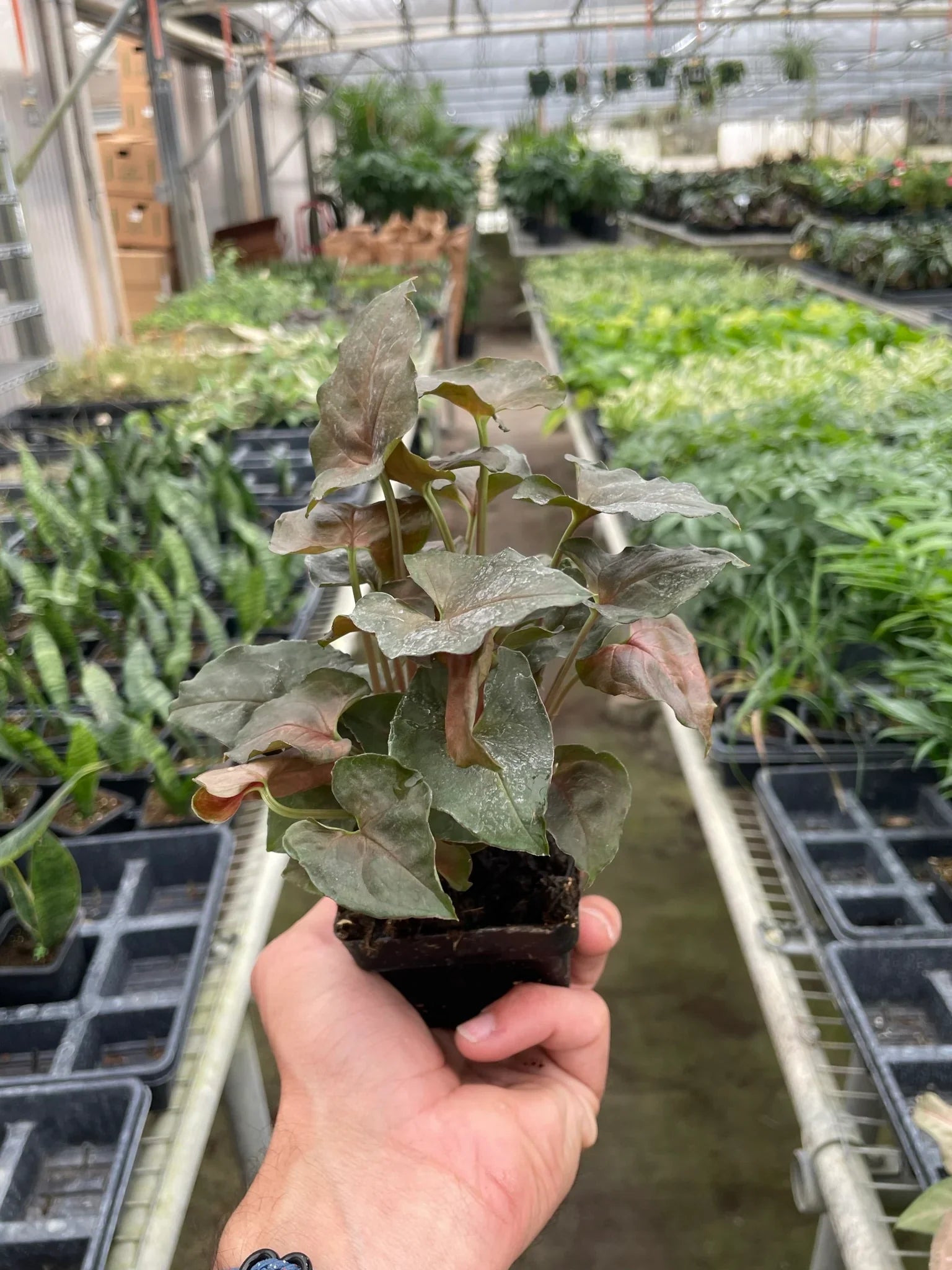 Syngonium Merry – view 4