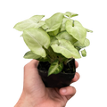 Syngonium 'Moonshine'